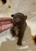 November 29 litter