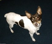 UKC CH RAMIREZ BAILEY'S IRISH CREME