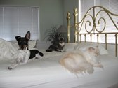 Enlarge photo 11