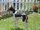 Enlarge photo 24