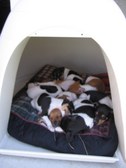 Bodies's Beginning at Dragonfly Kennels