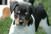 Playtime at Dragonfly Kennels