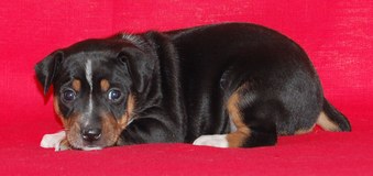 Enlarge photo 15