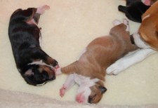 Enlarge photo 14