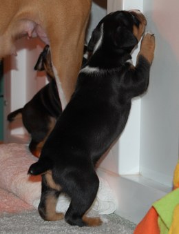 Enlarge photo 175