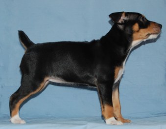 Joy Unspeakable - Seven Weeks