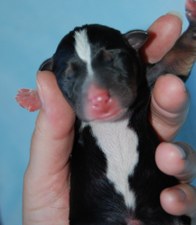 Newborn