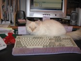 Enlarge photo 23