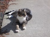 Enlarge photo 12
