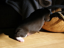 Enlarge photo 43