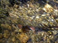Enlarge photo 20
