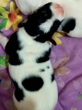 Enlarge photo 11