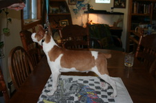 Enlarge photo 45