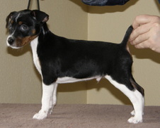 <center>SHEVAUN x RANGER OFFSPRING