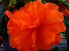 Enlarge photo 50