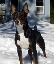 <center>CRUZIN'S RAVEN IRISH BEAUTY