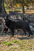 Enlarge photo 161