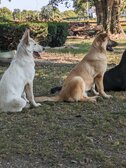 Enlarge photo 108