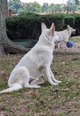 Enlarge photo 54