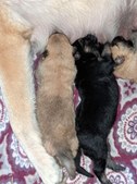 Enlarge photo 219