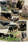 Enlarge photo 411