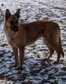 Raydiant In A Nut Shell