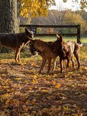 Enlarge photo 138