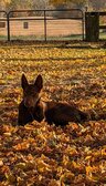 Enlarge photo 146