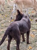 Enlarge photo 211