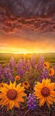 Enlarge photo 242