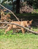 Enlarge photo 172