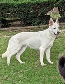 Enlarge photo 115