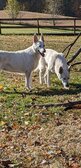 Enlarge photo 144