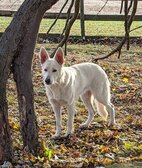 Enlarge photo 158