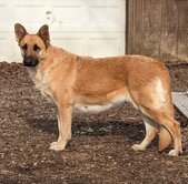 Raydiant Pumpkyn Pyi