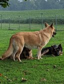 Enlarge photo 158