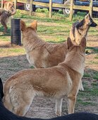 Enlarge photo 110