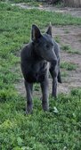 Enlarge photo 95