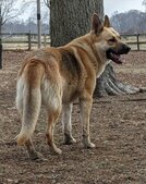 Raydiant German Shepherds