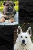 Enlarge photo 189