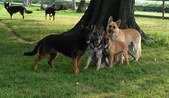 Enlarge photo 295