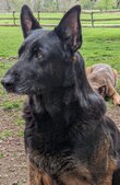 Stoney Run's Raydiant Dana