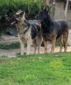 Enlarge photo 35