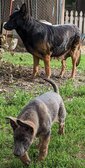Enlarge photo 149