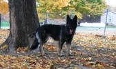 Enlarge photo 159
