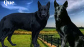 Enlarge photo 130