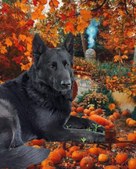 Enlarge photo 137