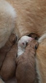 Enlarge photo 309