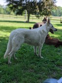 Enlarge photo 165
