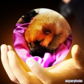 Enlarge photo 178